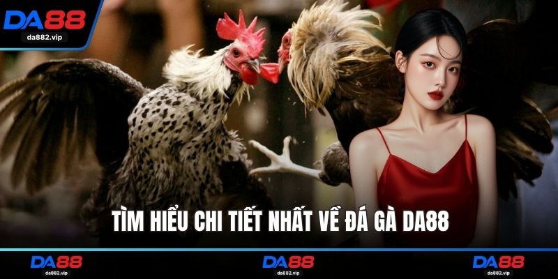 Tìm hiểu chi tiết nhất về đá gà DA88